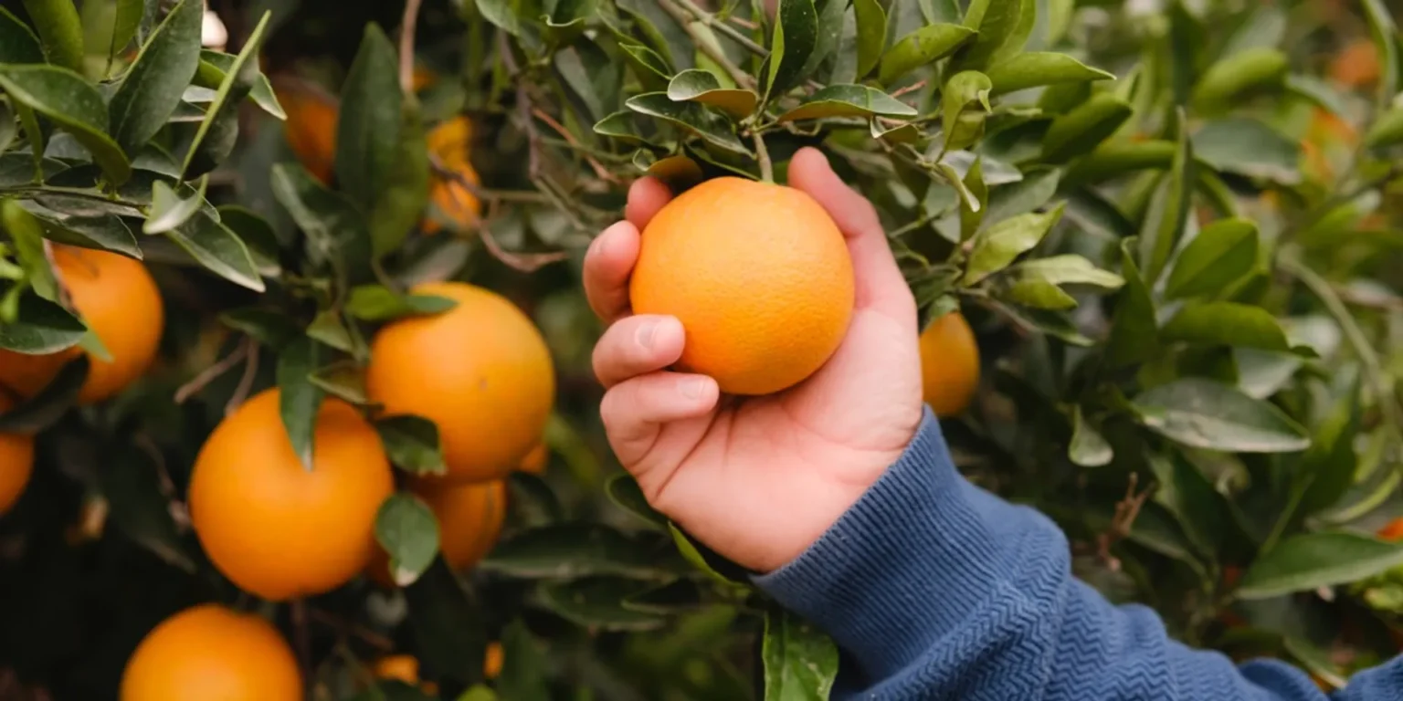 CrowdFarming: Direkt vom Bauern – Frische, Nachhaltigkeit und Transparenz