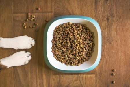 When it comes to caring for our pets, we all want the best—food that is nutritious, wholesome, and made with love. But over a decade ago, finding honest, natural pet food wasn’t easy. That was until Henrietta, the founder of Lily’s Kitchen, set out to change the way we feed our furry friends—all thanks to a little border terrier named Lily.
